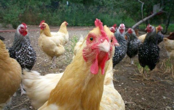 Украина возобновила экспорт птицы в Евросоюз