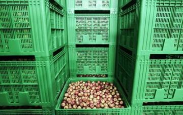 В Британии ожидают дефицит фруктов из-за холодов