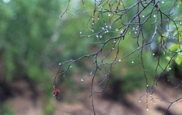 Украинцев в начале недели ожидают грозы и дожди