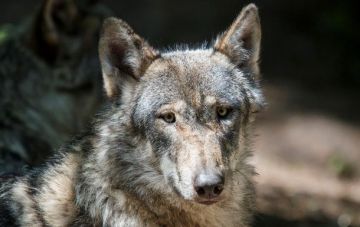 В Тернопольской области волчица напала на женщину