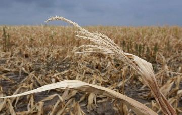 Вступил в силу закон о продлении моратория на продажу земли