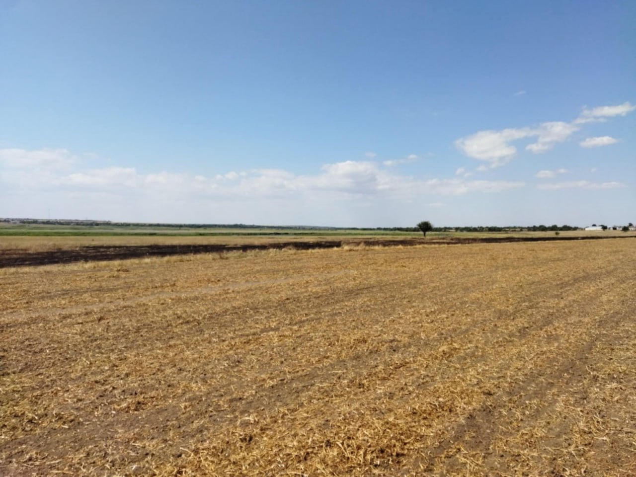 На Одещині сховали поле