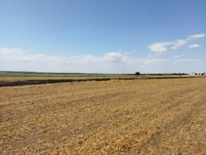 В Одесской области спрятали поле