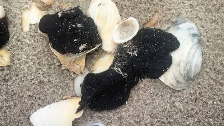 Обнаружили новый участок загрязнения мазутом