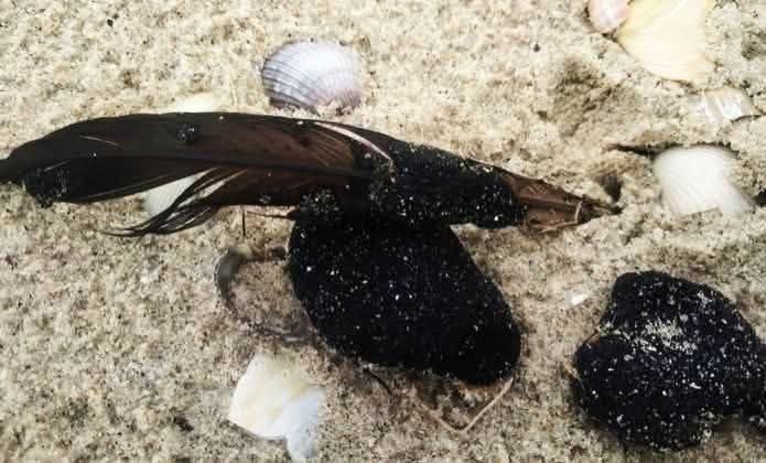 Обнаружили новый участок загрязнения мазутом