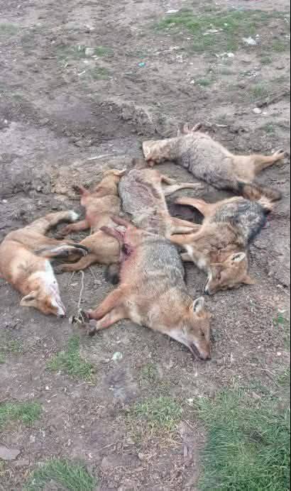 Затримано злочинців за підробку "мисливських" довідок