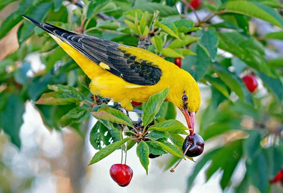 В Одесской области обитают удивительные птицы