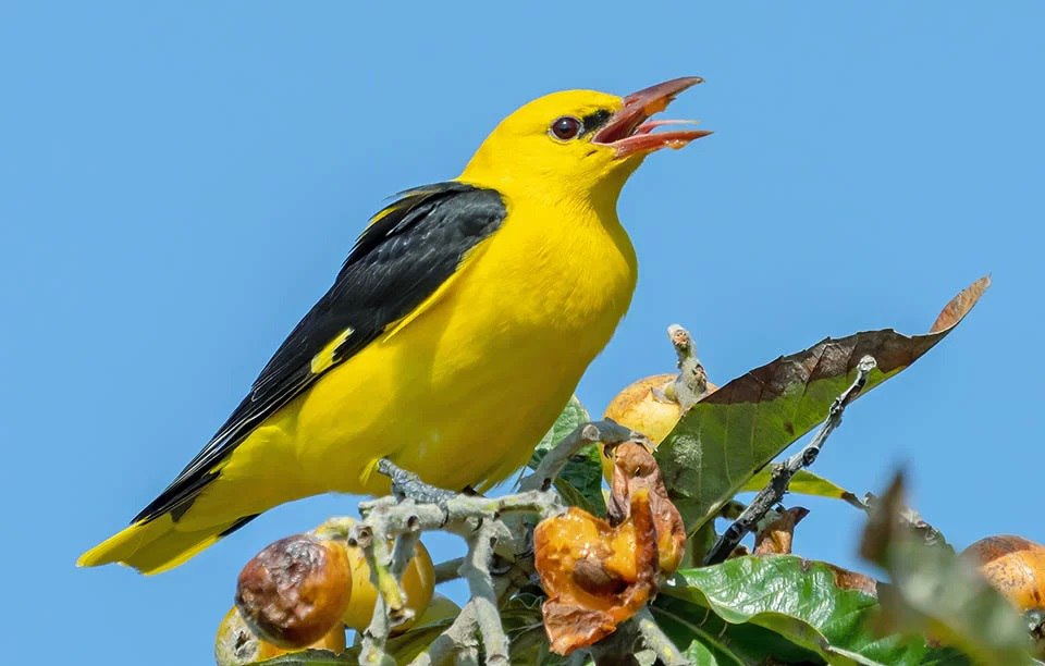 В Одесской области обитают удивительные птицы