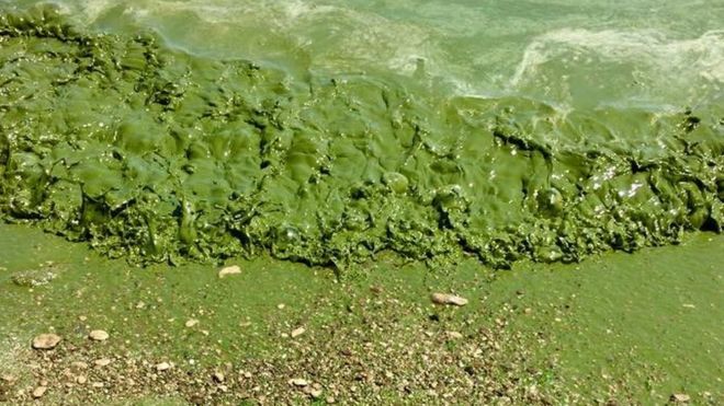 Одесский Инфокс отверг обвинения в "зеленой воде"