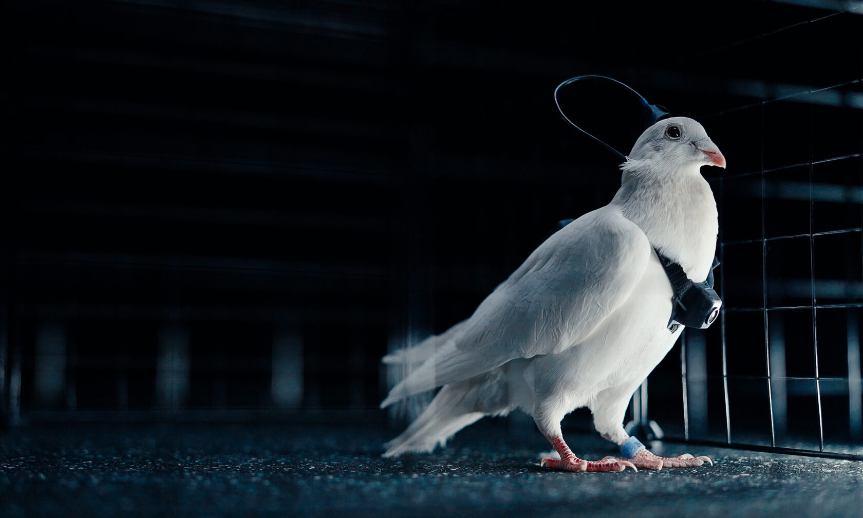 В РФ хочуть зробити з голубів біодрони