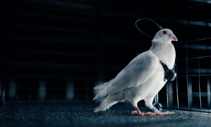 В РФ хотят сделать из голубей биодроны