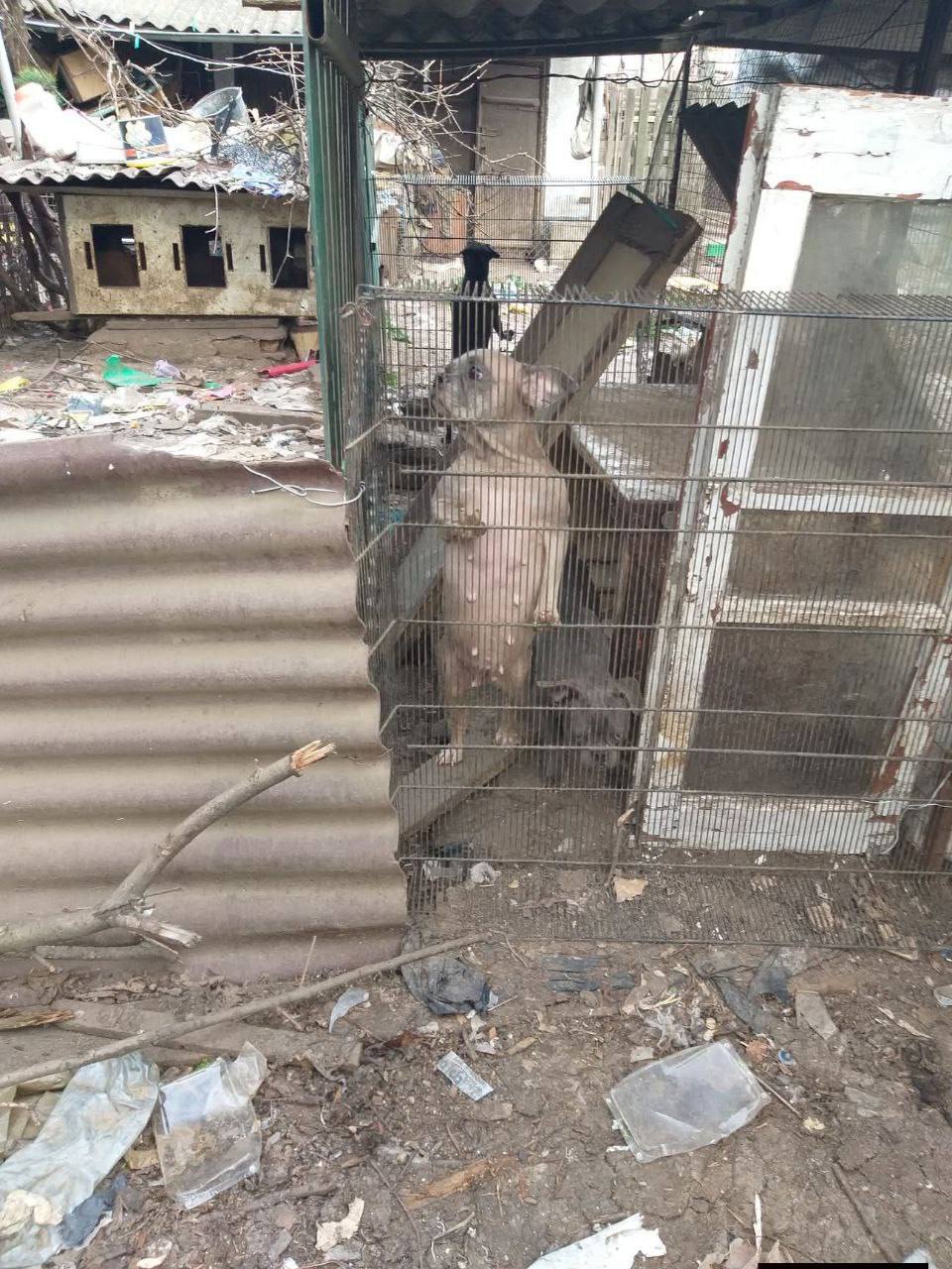 Зоозащитники совершили рейд в приют