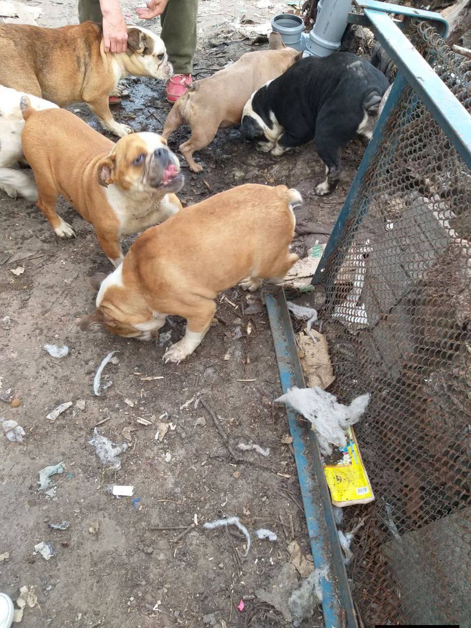 Зоозахисники здійснили рейд до притулку