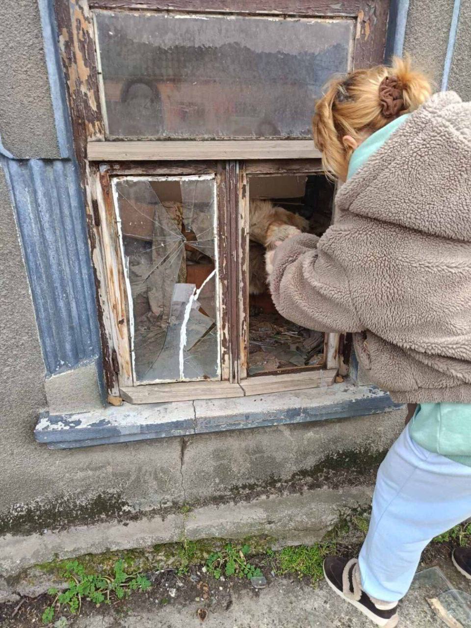 Зоозахисники здійснили рейд до притулку