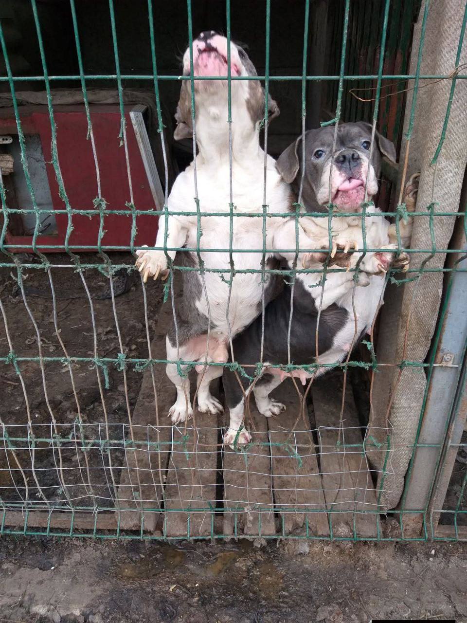 Зоозахисники здійснили рейд до притулку