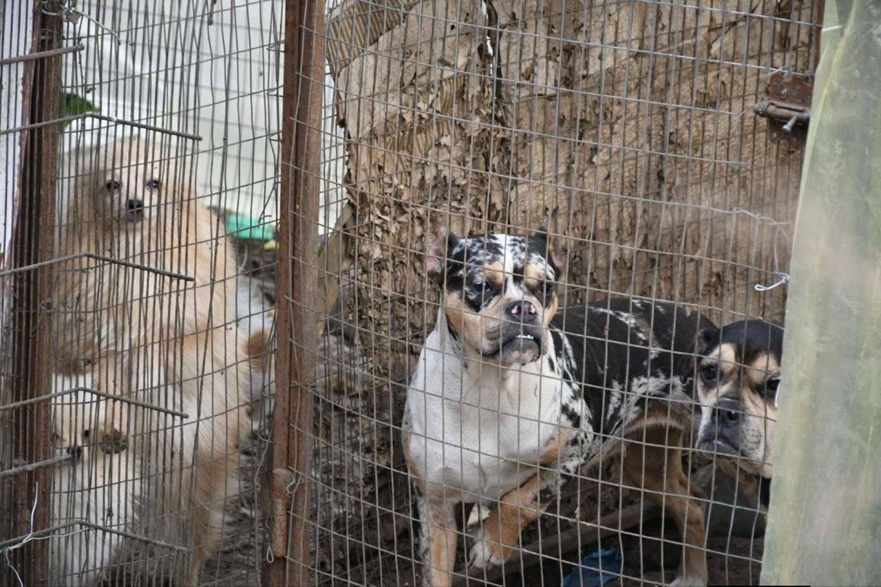 Зоозащитники совершили рейд в приют