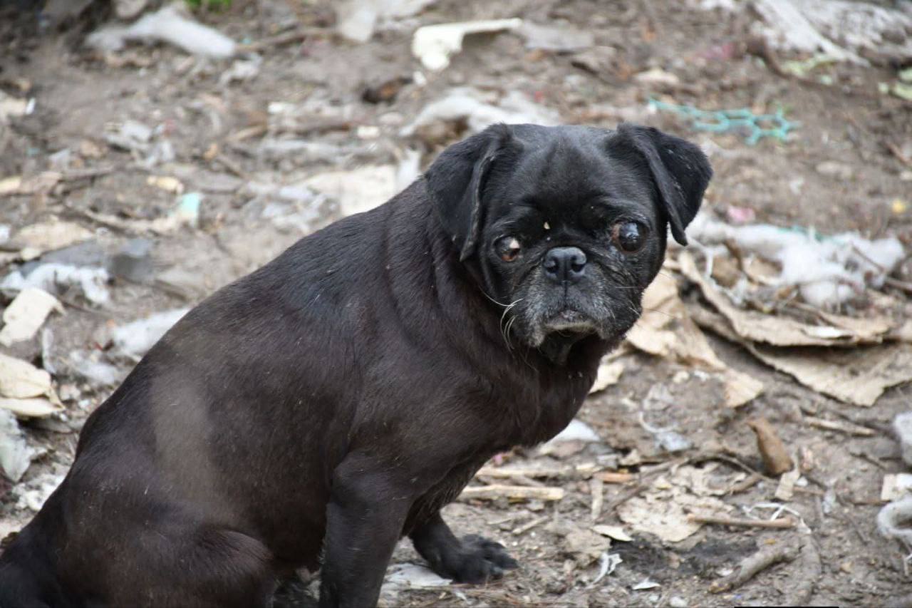 Зоозахисники здійснили рейд до притулку