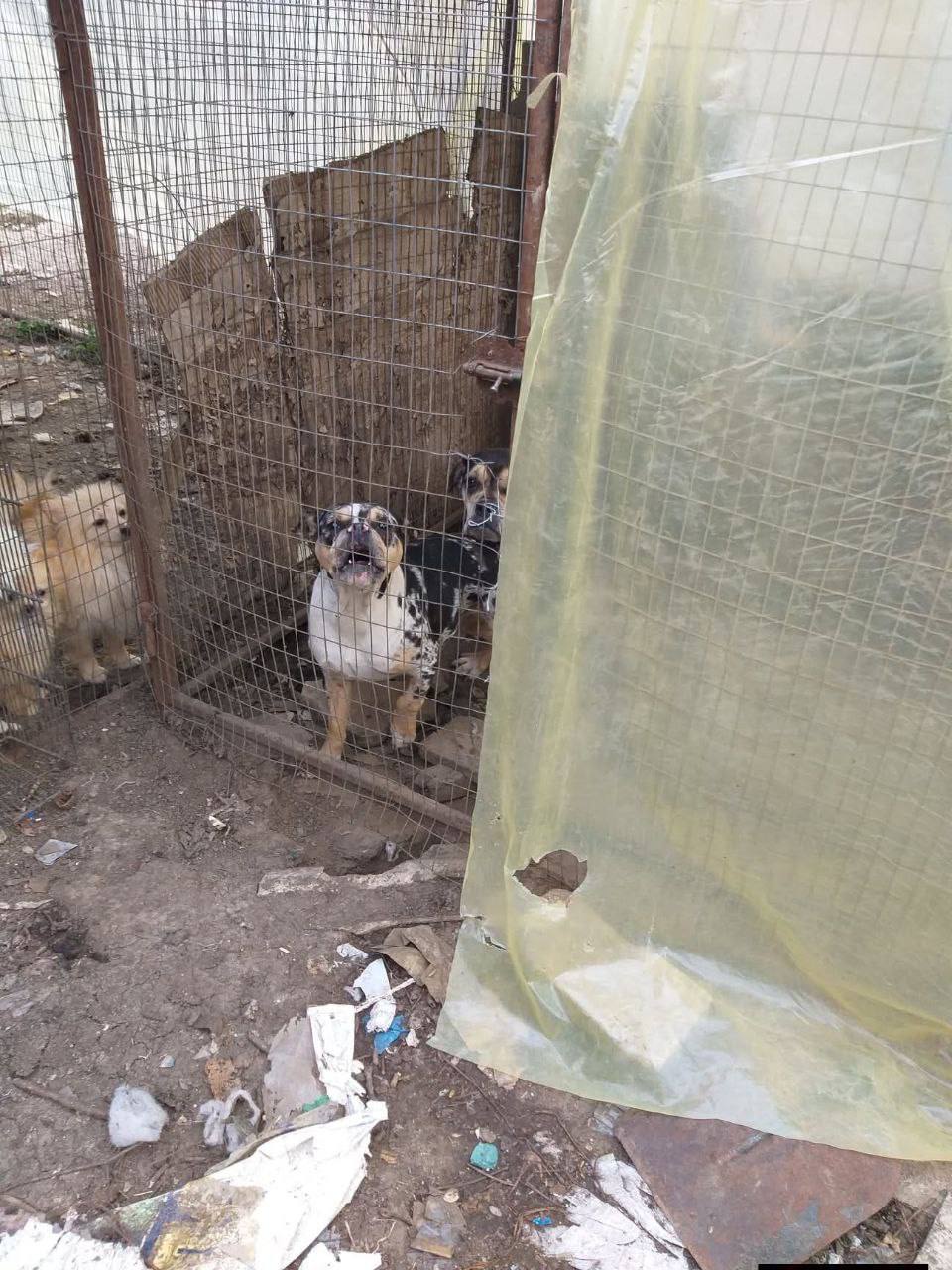 Зоозахисники здійснили рейд до притулку