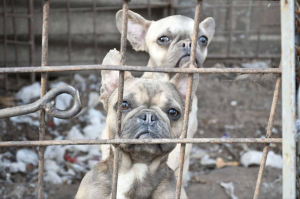 Зоозащитники совершили рейд в приют