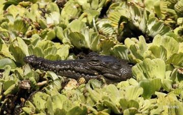 У американца конфисковали двухметрового аллигатора