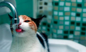 В Одесі та передмісті відключать воду