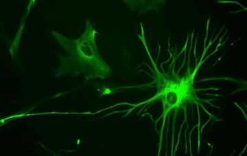 Ученые нашли лекарство от рассеянного склероза