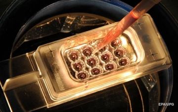 Ученые вырастили двухнедельный эмбрион человека