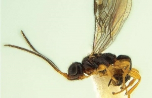 В честь Брэда Питта назван новый вид паразита