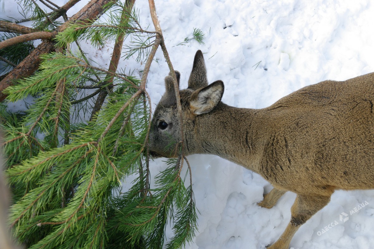 Как зимуют животные в Одесском зоопарке (фоторепортаж)