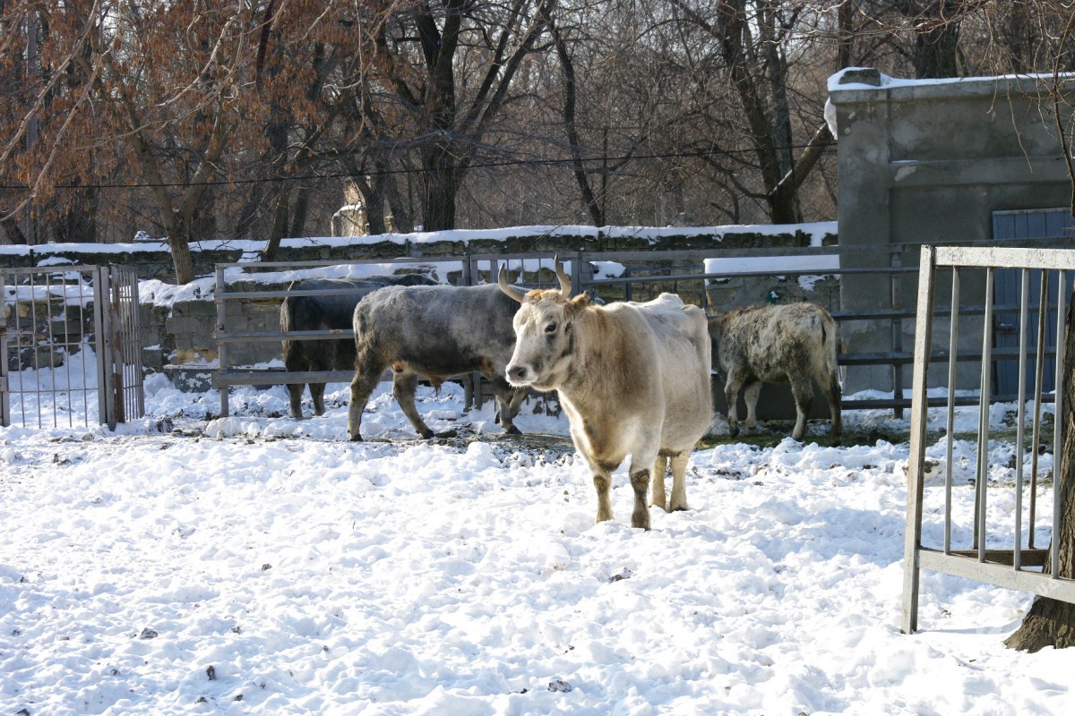 Как зимуют животные в Одесском зоопарке (фоторепортаж)