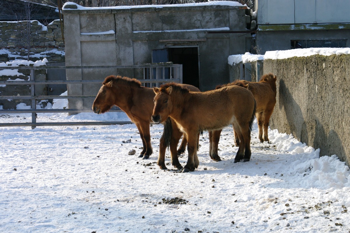 Как зимуют животные в Одесском зоопарке (фоторепортаж)