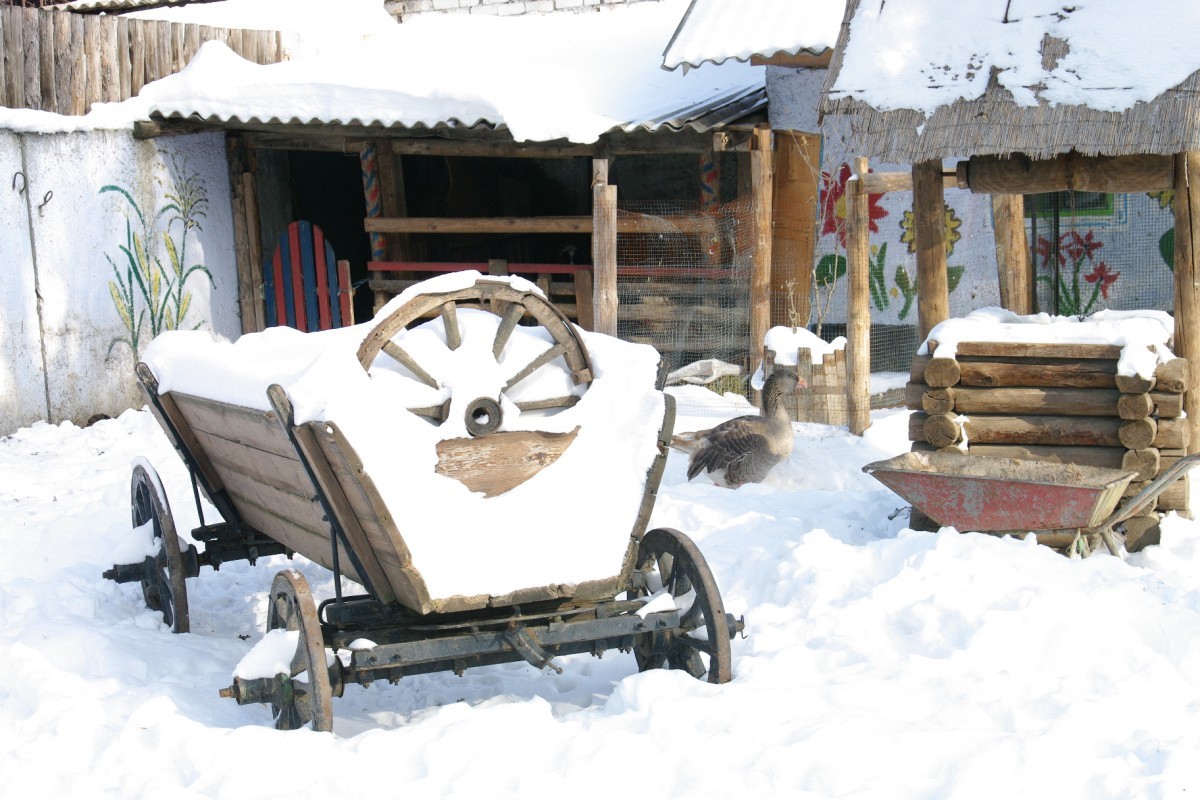 Как зимуют животные в Одесском зоопарке (фоторепортаж)