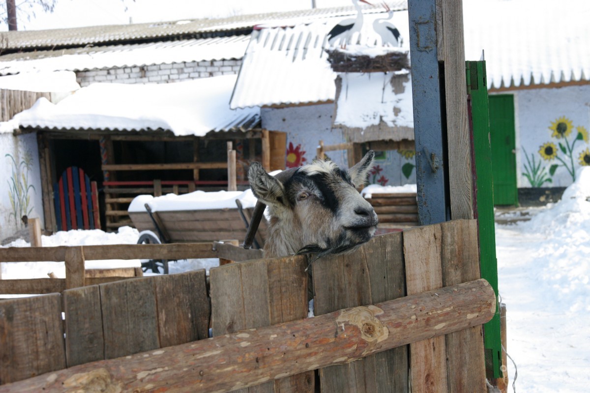 Как зимуют животные в Одесском зоопарке (фоторепортаж)