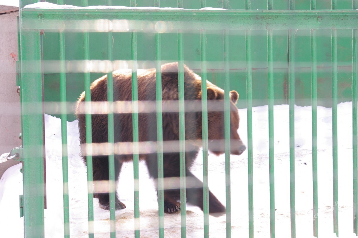 Как зимуют животные в Одесском зоопарке (фоторепортаж)