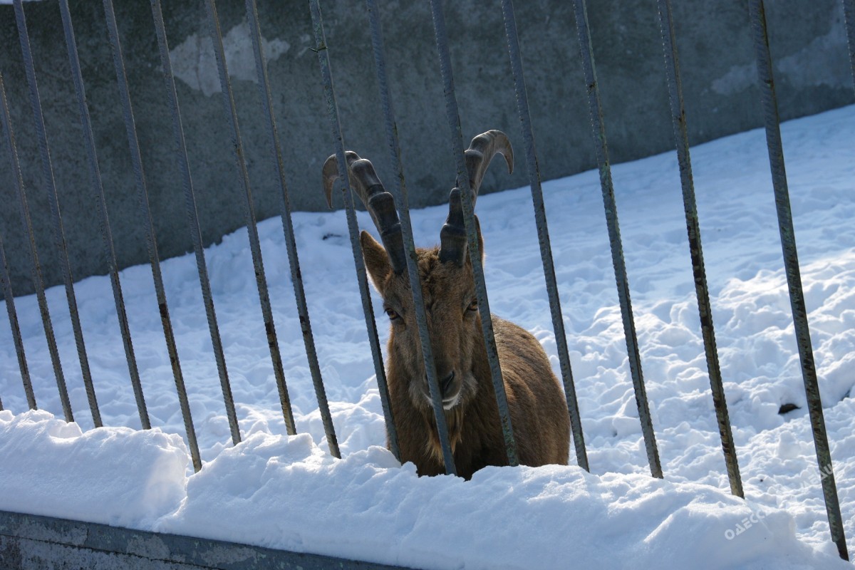 Как зимуют животные в Одесском зоопарке (фоторепортаж)