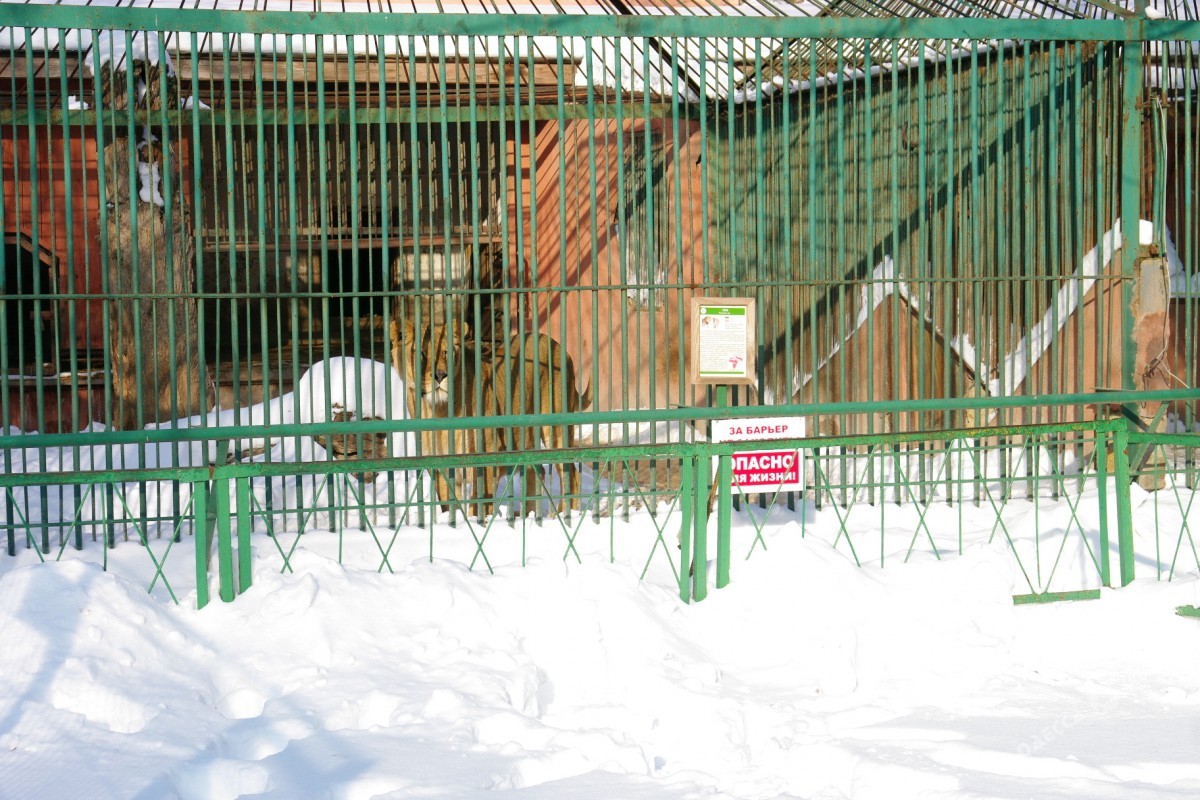 Как зимуют животные в Одесском зоопарке (фоторепортаж)