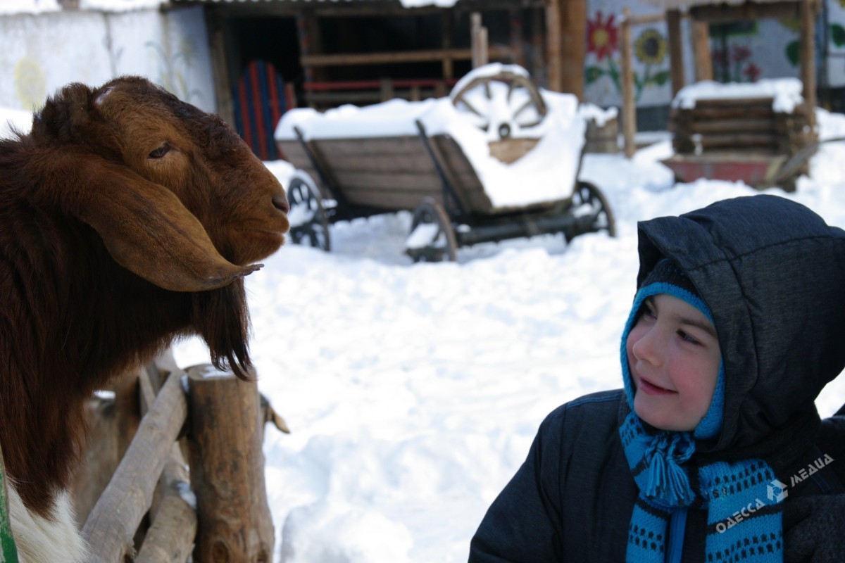 Как зимуют животные в Одесском зоопарке (фоторепортаж)