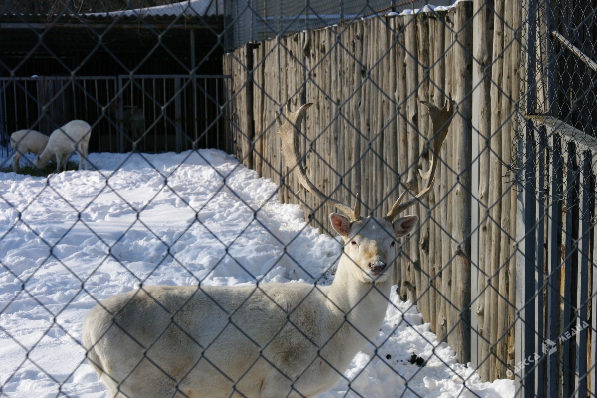 Как зимуют животные в Одесском зоопарке (фоторепортаж)
