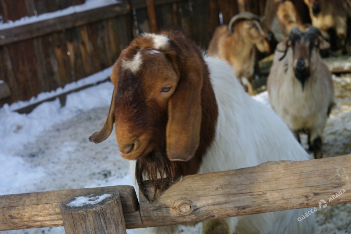 Как зимуют животные в Одесском зоопарке (фоторепортаж)