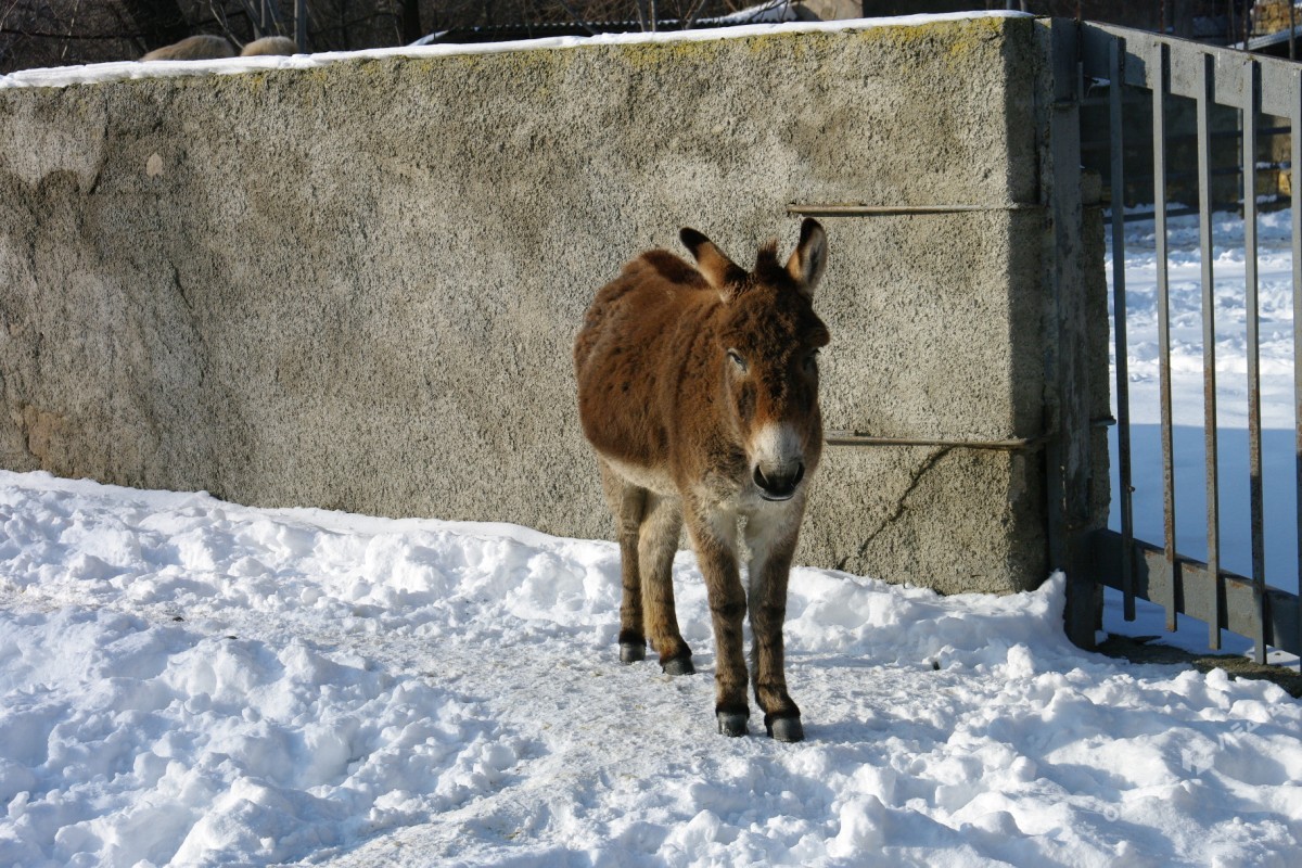 Как зимуют животные в Одесском зоопарке (фоторепортаж)