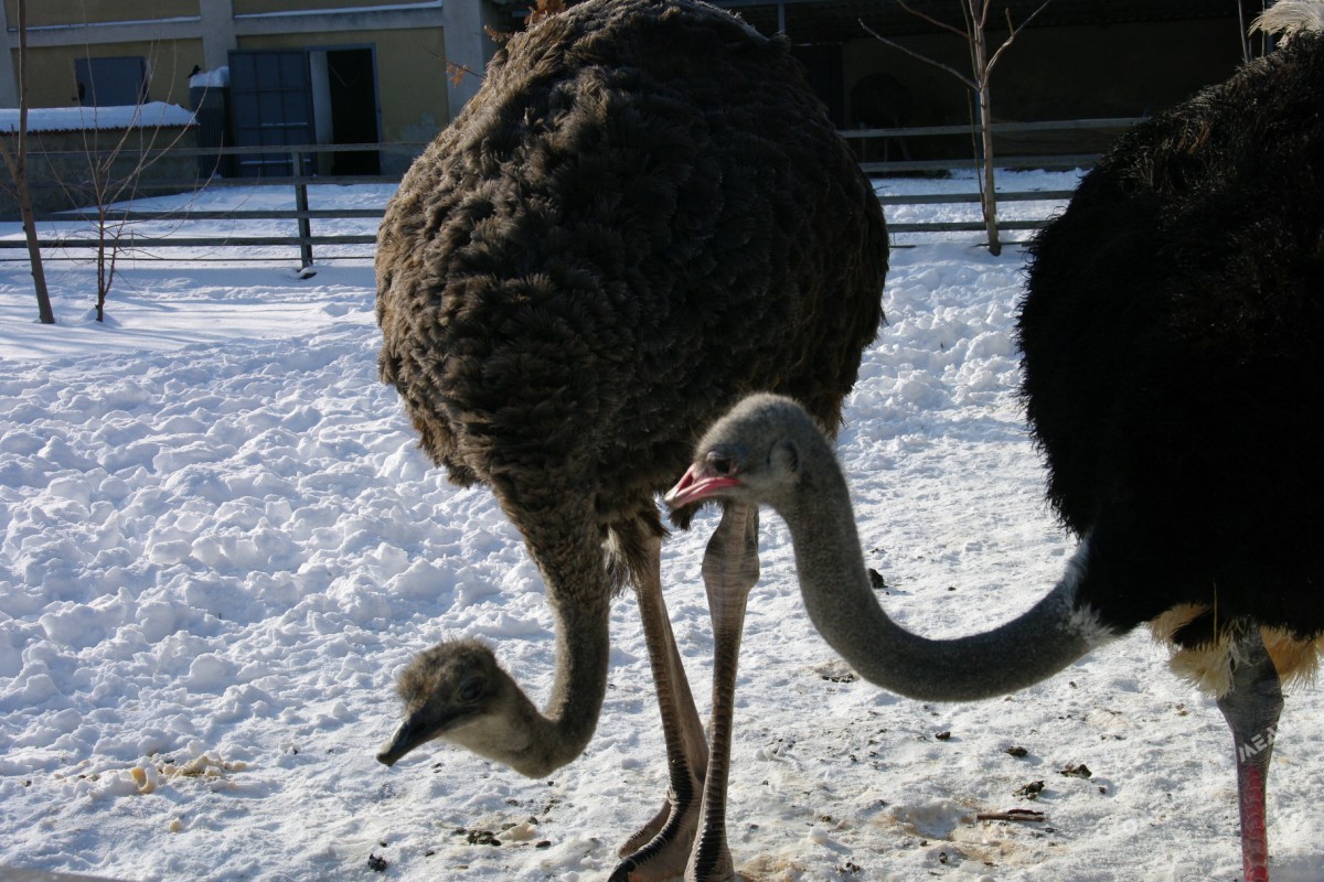 Как зимуют животные в Одесском зоопарке (фоторепортаж)