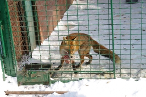 Как зимуют животные в Одесском зоопарке (фоторепортаж)