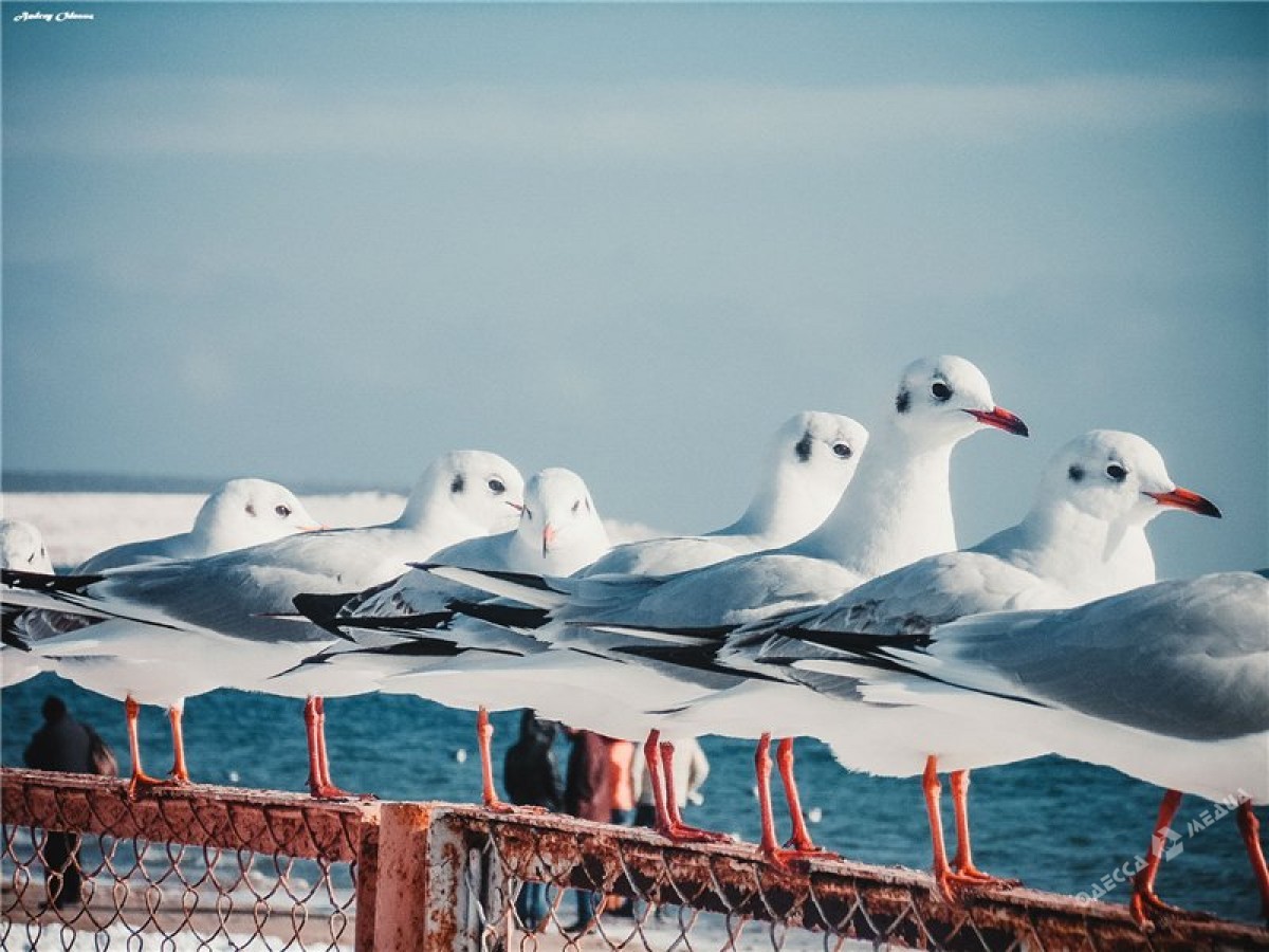 Зимове море очима одеситів (фоторепортаж)