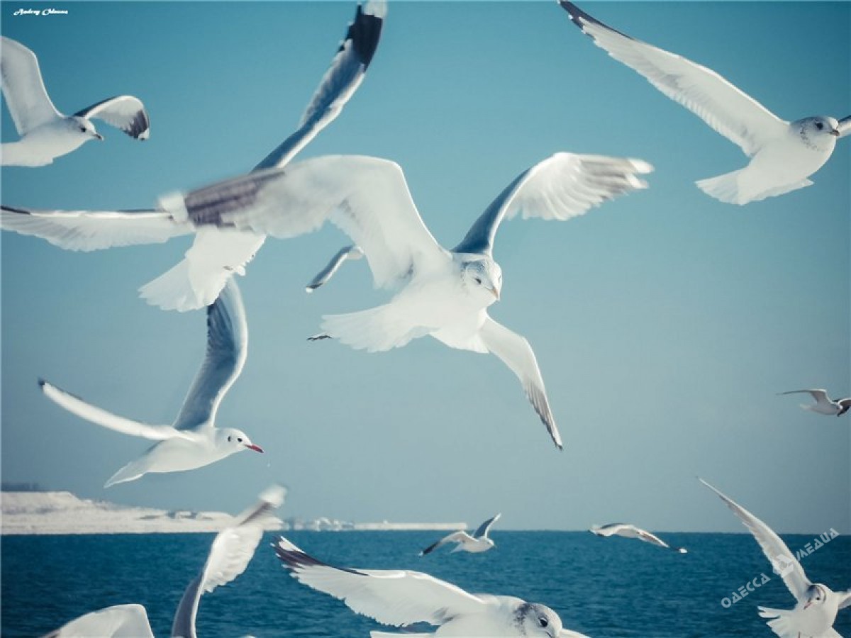 Зимнее море глазами одесситов (фоторепортаж)