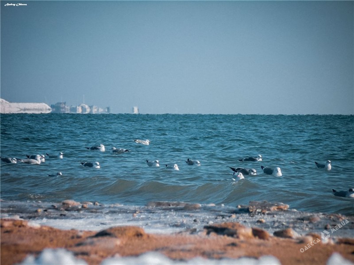 Зимове море очима одеситів (фоторепортаж)