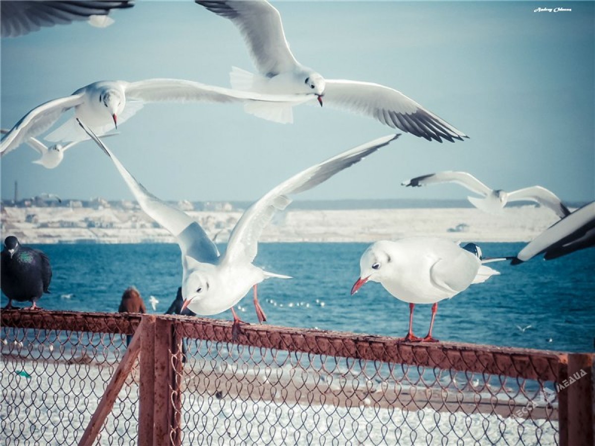 Зимнее море глазами одесситов (фоторепортаж)