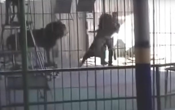 Лев растерзал дрессировщика на глазах зрителей