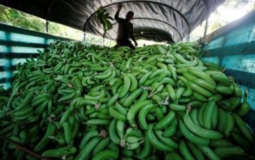 В Испании нашли 17 кг кокаина в резиновых бананах